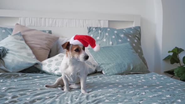 A Small Beautiful Dog Jack Russell Sits on a Bed with a Red Santa Claus Hat Dressed on His Head on a