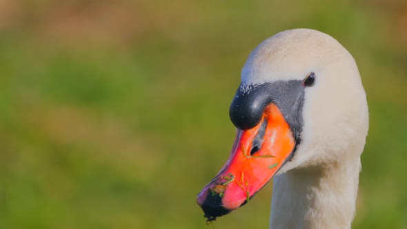 swan portrait with nice background