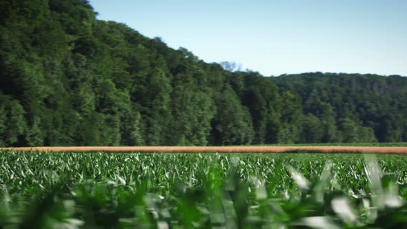 Flying over tops of green corn plants.