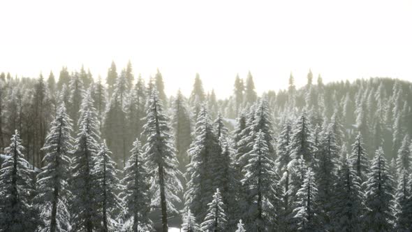 Aerial View of Forest During Cold Winter Morning