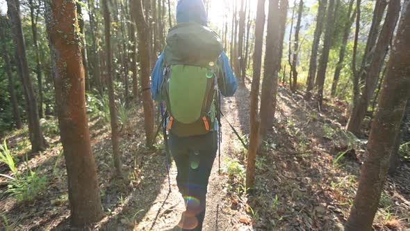 Woman hiker hiking in sunrise spring tropical forest, slow motion