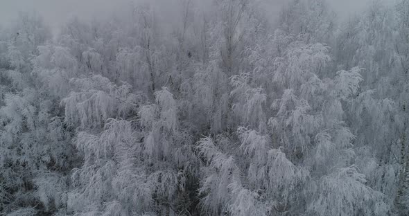 Winter Landscape with Forest