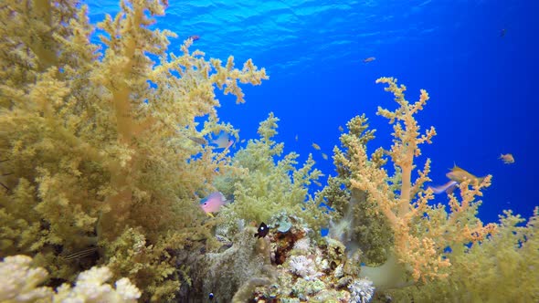 Soft Coral Broccoli and Colorful Fishes