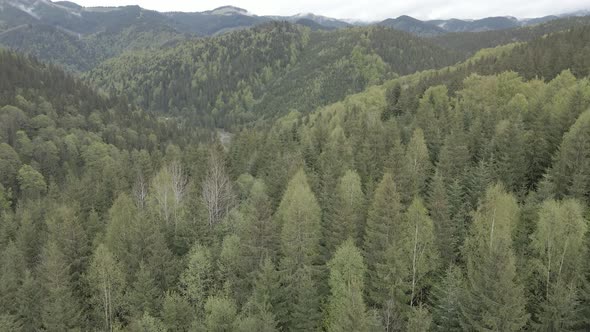 Ukraine, Carpathians: Forest Landscape. Aerial View. Flat, Gray