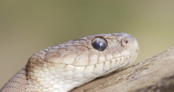 Endangered Cat snake sensing the air with its tongue flicking out