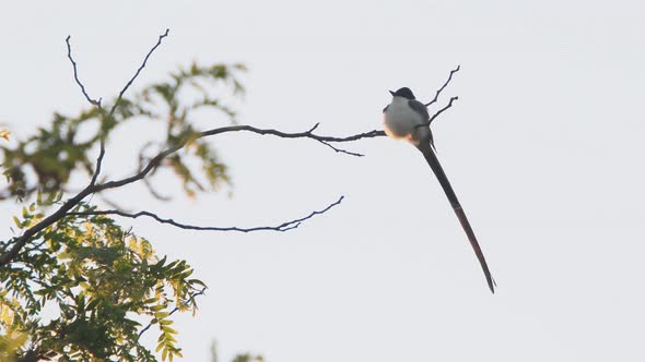 Fork-tailed Flycatcher (Tyrannus savana) is seen perched on a branch on top of a tree