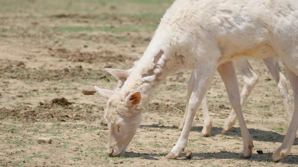 Beautiful White Goats Walking And Grazing On The Field In Anseong Farmland, Gyeonggi-do, South Korea