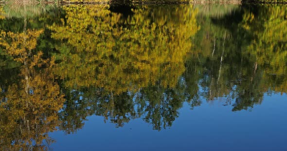 The pond Sainte Perine, Forest of Compiegne, Picardy, France.