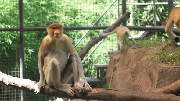 Exotic Monkeys with a Trunk Sitting on a Branch in a Cage