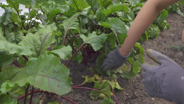 Female Gardener Harvesting Beetroot Crop