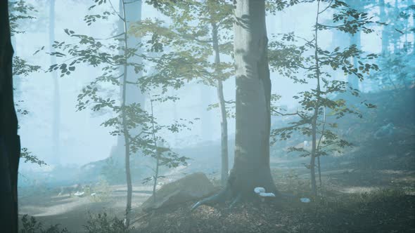 Panorama of Green Forest at Cold Foggy Morning