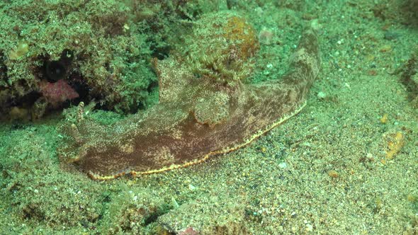 Nudibranch crawling over sandy reef bottom.