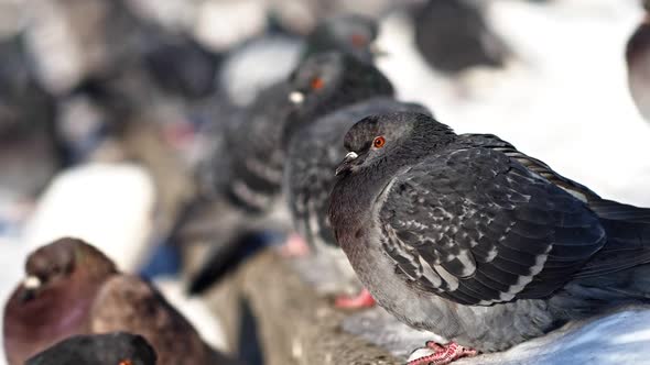 A Flock of Pigeons Sits on the Curb