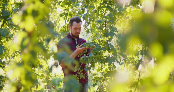 A Man Inspects the Hops Growing From a Tree