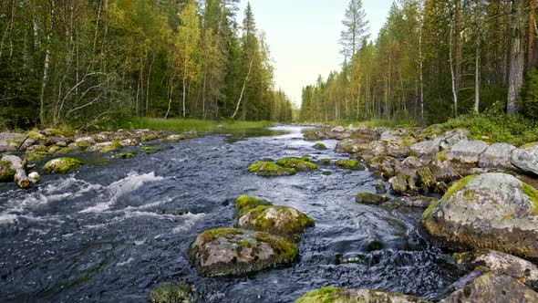 Oulanka National Park, Finland. Small River, Stream Flowing in Forest Among Nordic Trees. Steadicam