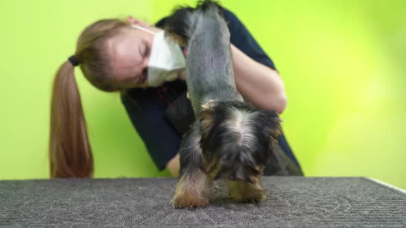 Groomer Makes Shearing of Yorkshire Terrier By Haircut Machine for Animals