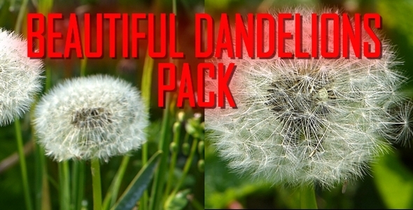 Beautiful Dandelions Pack