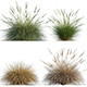 Muhlenbergia rigens – Deer Grass - 3DOcean Item for Sale