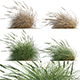 Muhlenbergia rigens – Deer Grass 02 - 3DOcean Item for Sale