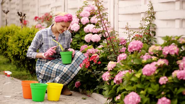 Smiling Woman Dig Flowers in Pots on the Background of Pink Hydrangea. Concept of Growing Flowers