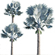 Bismarckia nobilis – Bismarck palm 02 - 3DOcean Item for Sale