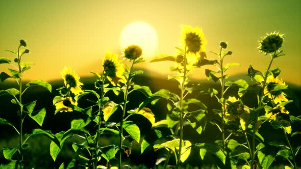 Big Beautiful Sunflowers at Sunset