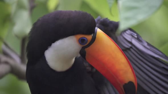 Close up shot of a Ramphastos Toco scratching its wing with the bill in slow motion