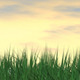 Moving Grass and Sunset Sky - VideoHive Item for Sale