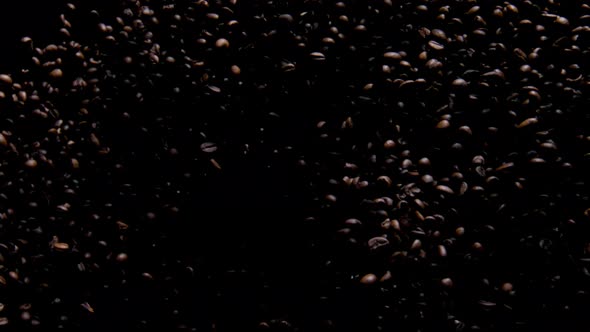 Fragrant Coffee Grains Flying on Black Background
