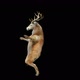 57 Deer Dancing HD - VideoHive Item for Sale
