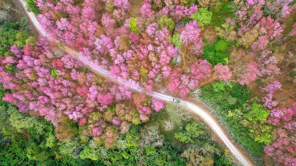 Drone fly over Wild Himalayan Cherry Blossom (Prunus cerasoides)