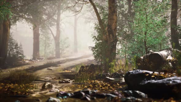 Summer Forest with Deep Fog