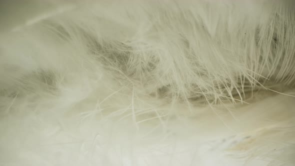 Natural down and feathers of a bird close-up.