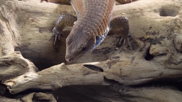 Sudan Plated Lizard - Gerrhosaurus Major on Wooden Snag at Black Background. Close Up