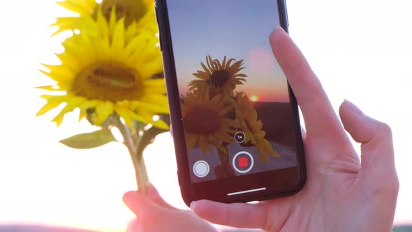 Photo of Yellow Bouquet of Sunflower Flowers on Smartphone Beautiful Pink Sunset