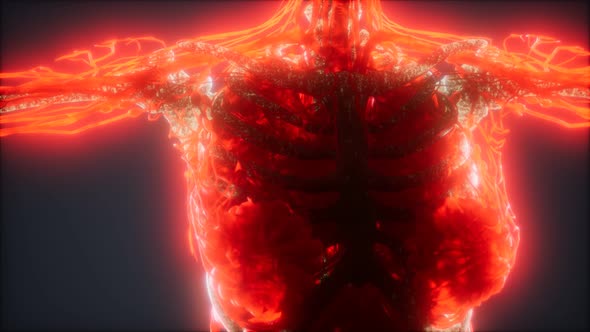 Colorful Human Body Animation Showing Bones Organs alt