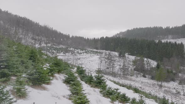 Beautiful aerial winter scene of snowing above tree nursery in Norway