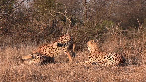 A group of cheetahs lounge and wrestle playfully under the golden glow of the hot African sun.