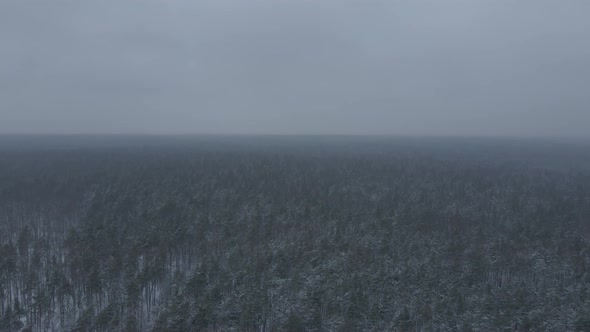 Aerial View of Pine Forest in Winter