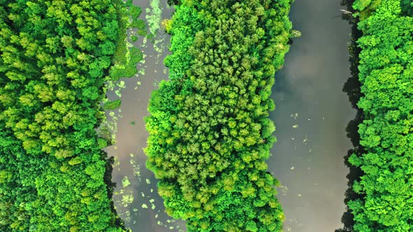 Aerial view of green forest and river in summer.