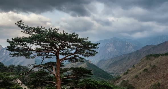 Timelapse of Tree and Cliff, Seoraksan National Park, South Korea