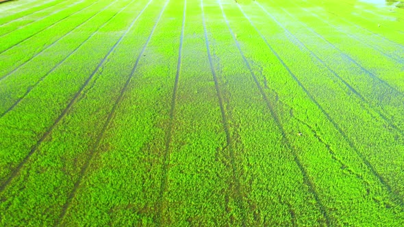 Drone flying over the beautiful rice sapling field