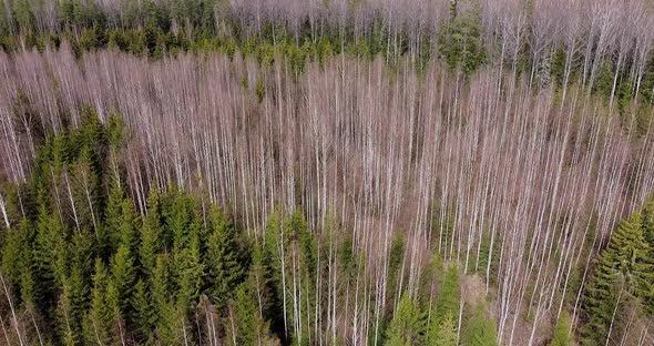 Pine and Birch Trees in Spring Season