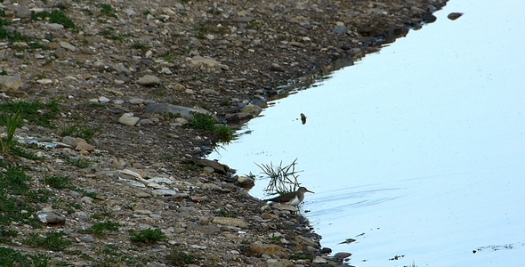 Common Sandpiper (Actitis Hypoleucos)