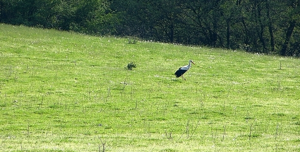 Stork (Ciconia) 1