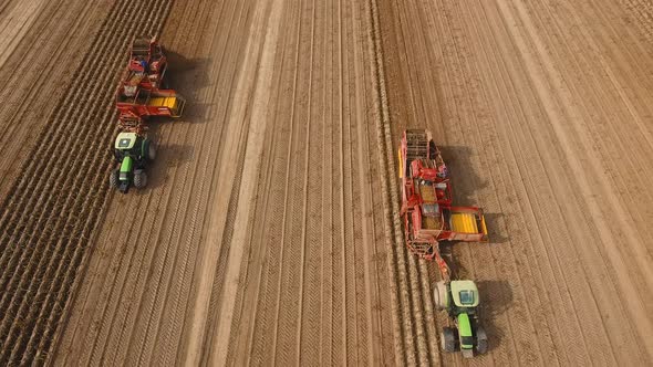 Harvesting Potatoes on the Field