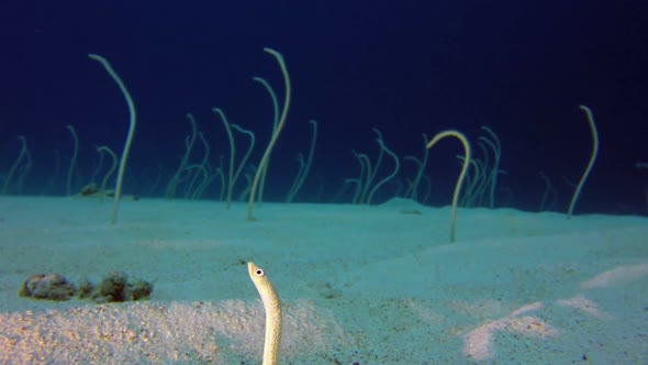 Underwater Beautiful Garden Eels