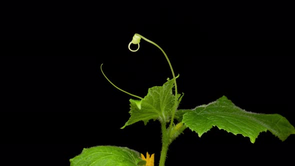 Growing Plants in Spring Timelapse