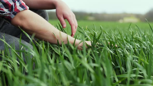 Hands of a Young Farmer Touching a Young Green Plants of Wheat, Agronomist Checks Leaves