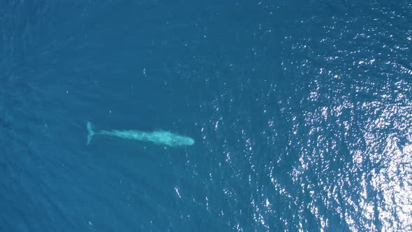 Aerial view of a sperm whale sin the ocean, Azores, Portugal.